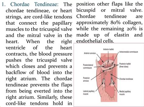 Cardiovascular system ppt | PPTX