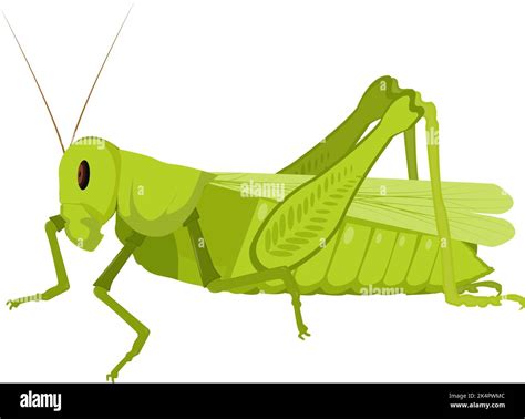 Grasshopper Eggs Clipart