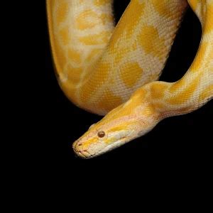 Burmese Python Speed 的图像结果