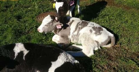 Russian Scientists Are Working To Produce Hypoallergenic MILK After ...