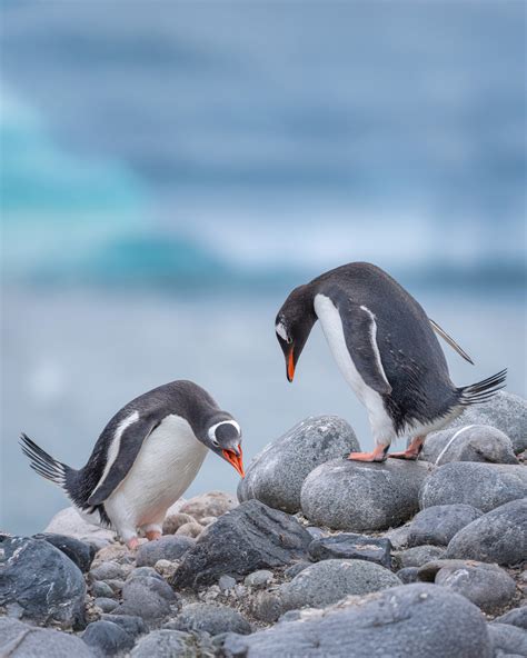 Animals of Antarctica: What Animals Live in Antarctica?