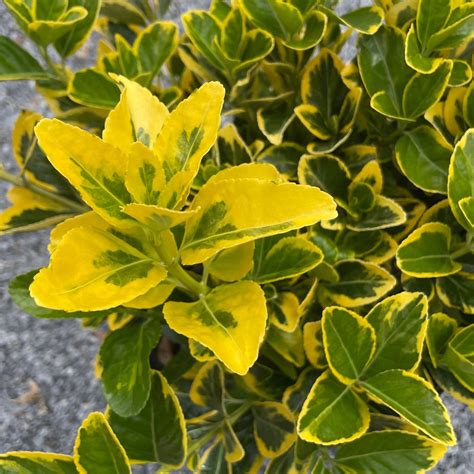 Golden Euonymus Shrub Information