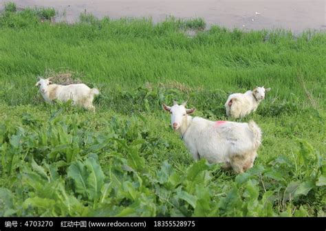 山羊吃草高清图片下载-正版图片600163789-摄图网