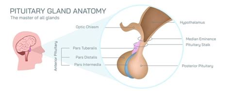 Image result for Thyroid Disease Classification Using Meachine Learning Algorithms