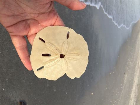 Fun Facts About Sand Dollars — Go to Shell | A Blog for Those Who Love ...