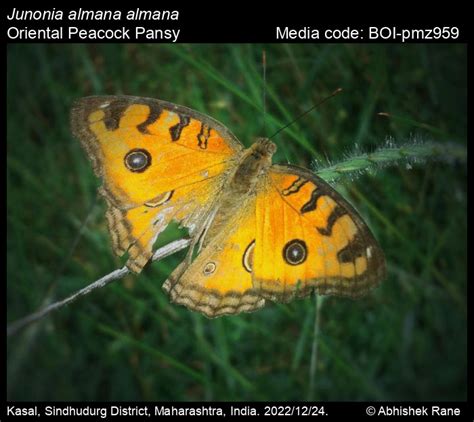 Junonia almana almana | Butterfly