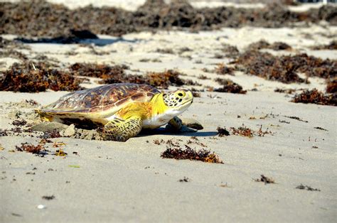 What Are the Key Stages in the Life of a Sea Turtle? - Loggerhead Marinelife Center