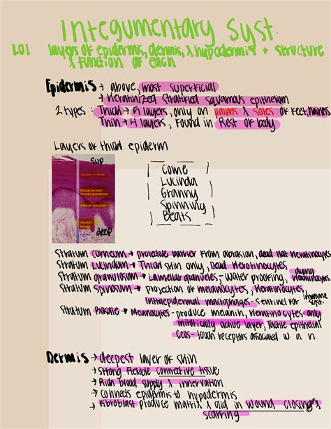 Skin Tissues - notes, images, acronyms on skin integument - zu innlrukteicecode misstructure ...