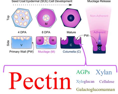 Starting to Gel: How Arabidopsis Seed Coat Epidermal Cells Produce ...