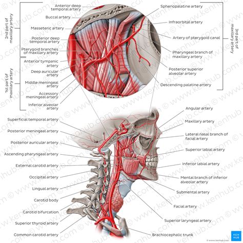 External carotid artery: Branches and mnemonics | Kenhub