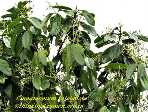 Medicinal Plant Details