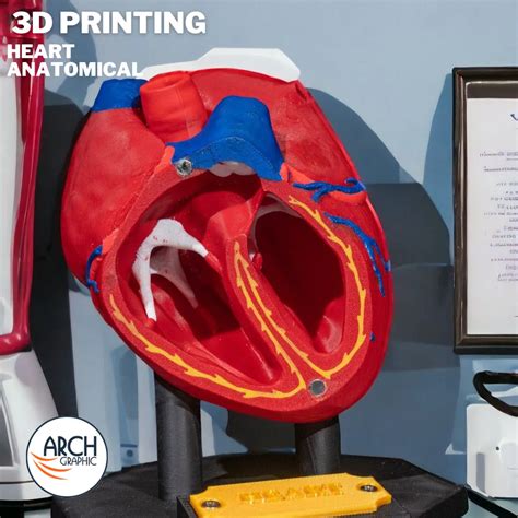 3D Printing Heart Anatomical Model | 3D PRINT