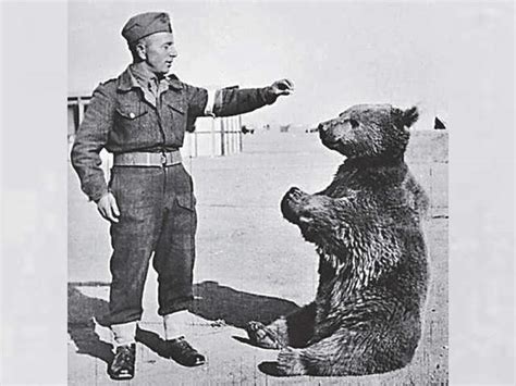 Seagulls & Submarines - Non-human troops & spies: Birds and animals ...