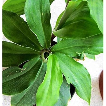 Plantsworld Costus Igneus Insulin Live Medicinal Plant : Amazon.in ...