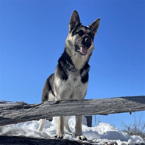 Blanka | RMD East-European Shepherds