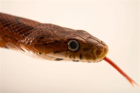 Florida Corn/Rat Snake (Pantherophis guttatus) - Joel Sartore