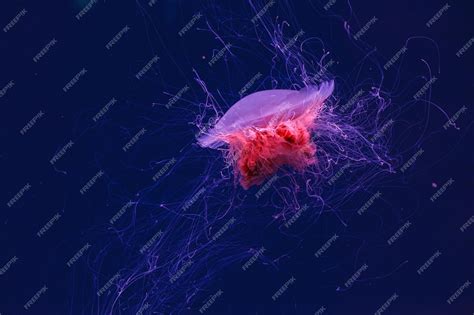 Image result for Studio Code Org Random Numbers
