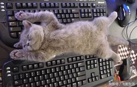 猫为什么爱趴键盘 - 每日头条