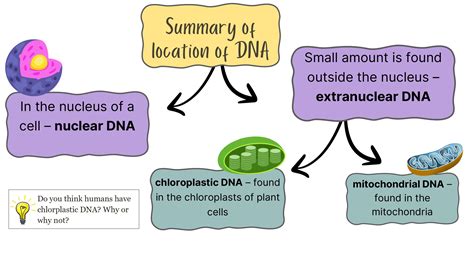 DNA Transformation Class 12 的图像结果