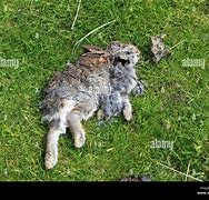 Image result for Injured Rabbit