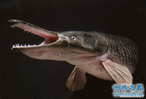 世界十大最凶猛的淡水鱼 亚马逊鲇鱼能将人拖下水-51区未解之谜网