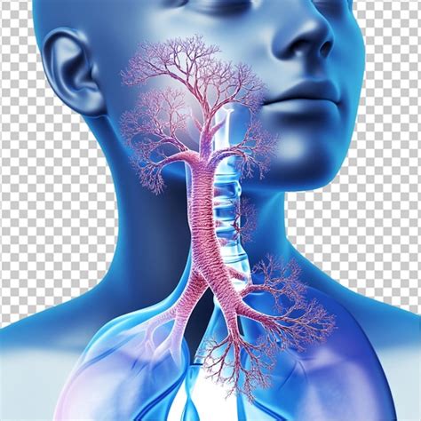 Vintage style anatomy drawing | Premium AI-generated PSD