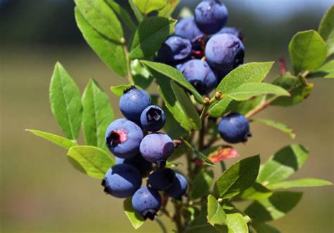 家庭想要盆栽蓝莓，这几点养护要知道，果实挂满枝头 - 森林食品