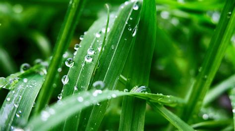 Download wallpaper 3840x2160 plant, leaves, drops, wet, green, macro 4k ...