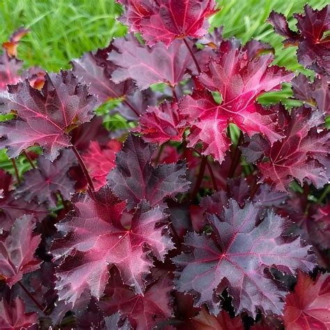 The 19 Best Heuchera (Coral Bell) Varieties – Rhythm of the Home