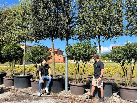 Sweet Olive Multi-Stem Trees - Osmanthus × burkwoodii | Harrod Outdoors