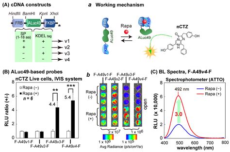 Bright Molecular Strain Probe Templates for Reporting Protein–Protein ...
