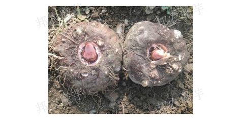 云南珠芽魔芋种子批发市场「云南邦农魔芋种子供应」 - 8684网企业资讯