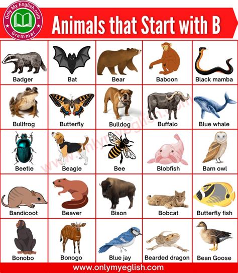 Animals that Start with B
