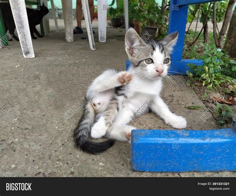 Female Cat Genitalia