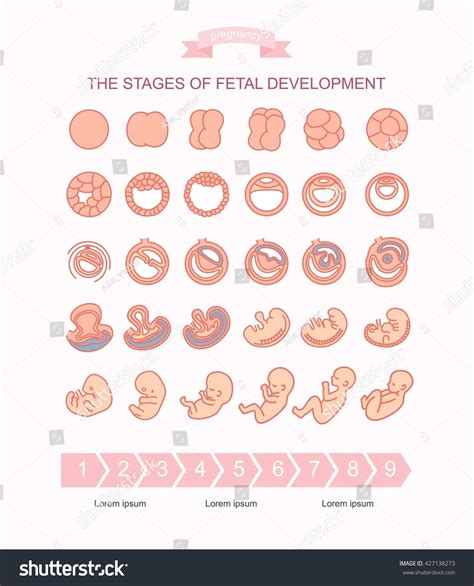 Stages Of Early Fetal Development at Neomi Ingram blog