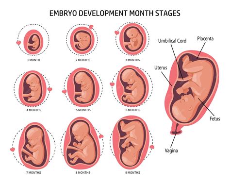 Premium Vector | Embryo in the womb, set. development and growth of the ...