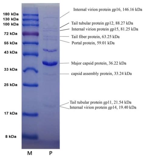 A Pseudomonas Lysogenic Bacteriophage Crossing the Antarctic and Arctic ...