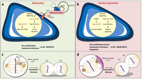 Tissue Adaptation to Environmental Cues by Symmetric and Asymmetric ...
