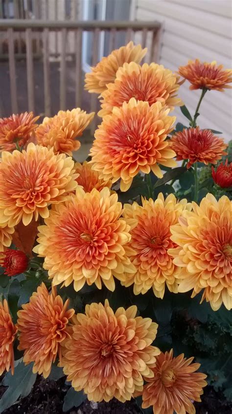 Orange Chrysanthemums - Beautiful Flowers for Your Garden