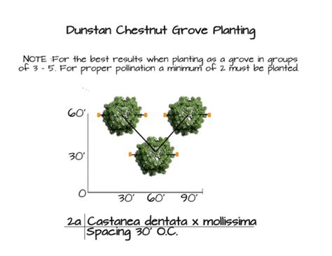 Image result for Dunstan Chestnut Tree Problems