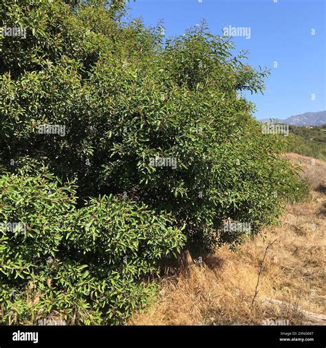 laurel sumac (Malosma laurina) Plantae Stock Photo - Alamy