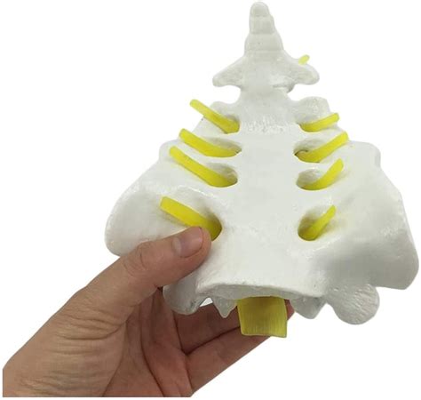 Buy Study Model Educational Model Medical Anatomical Spine Model HSpine ...