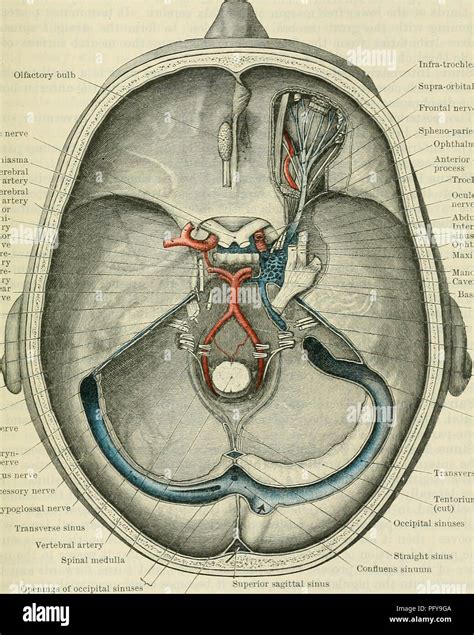Inferior Sagittal Sinus Cadaver