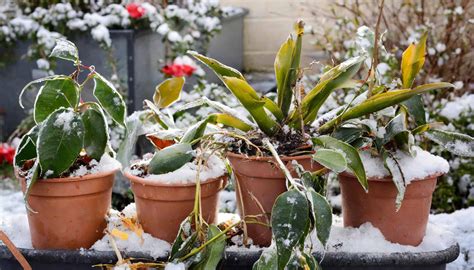 Saving Your Garden: Recover Winter Plant Care | Plantly