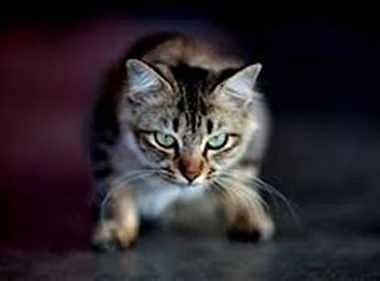 Know The Story Of Angry Cat Kitzia Become Internet Sensation - इस ...