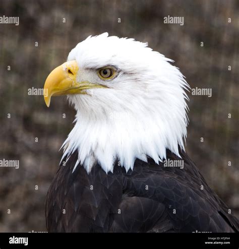 Close up of male bald eagle's head and upper torso with yellow hooked ...