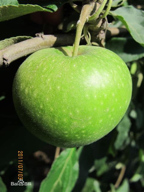 Táo xanh Mỹ - Trái Cây Xanh - Cửa hàng/Shop Trái Cây Nhập Khẩu