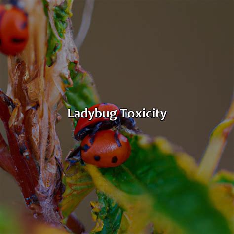 What Color Ladybugs Are Poisonous - colorscombo.com