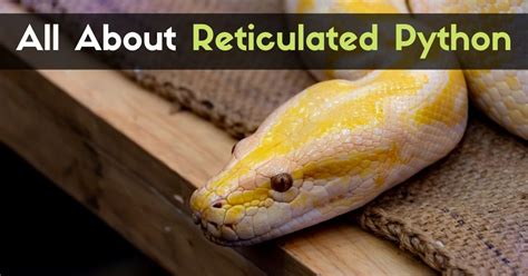 Reticulated Python Pig 的图像结果