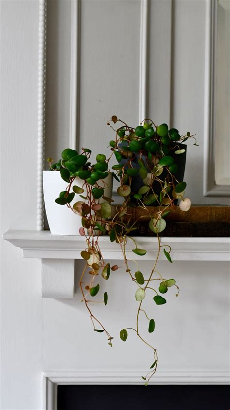 Baby Peperomia Pepperspot | String of Coins, Money Plant | Radiator Pl – Happy Houseplants